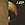 gilded
